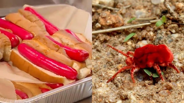 Hot Dog Legendaris Ini Kini Diwarnai dengan Ekstrak Serangga