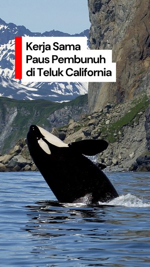 Video: Aksi Kerja Sama Paus Pembunuh di Teluk California