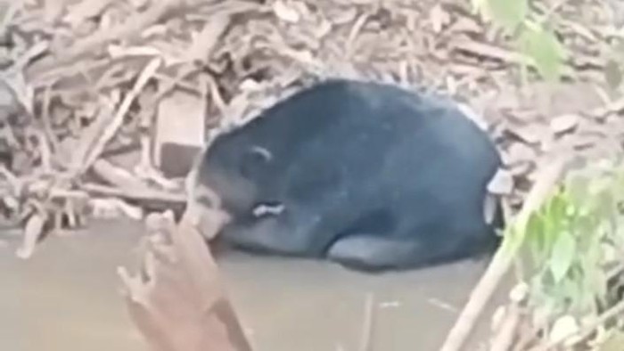 Beruang hitam muncul di sungai Muara Enim