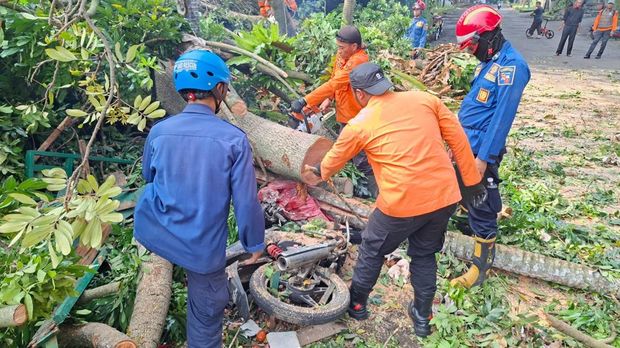 Enam pohon tumbang barengan di Baranangsiang, Kota Bogor. Enam pohon tumbang barengan di Baranangsiang, Kota Bogor, Senin (28/9/2026). Pohon tumbang tersebut menimpa 4 orang dan 2 unit motor.