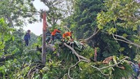 Horor Pohon 40 Meter Tumbang Timpa 4 Warga Bogor