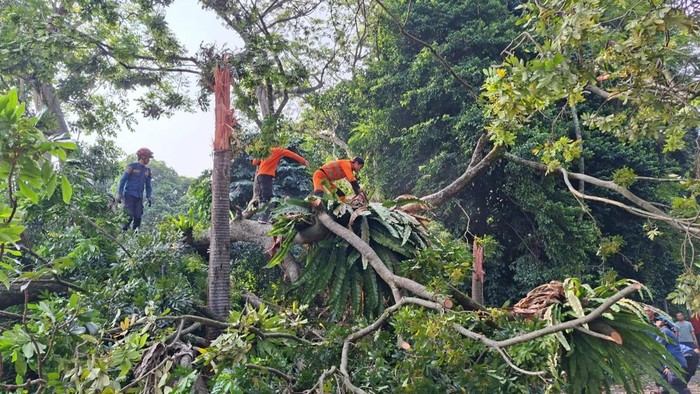 Enam pohon tumbang barengan di Baranangsiang, Kota Bogor, Senin (28/9/2026). Pohon tumbang tersebut menimpa 4 orang dan 2 unit motor.