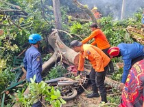 Detik-detik Pohon 40 Meter Tumbang Timpa 4 Warga di Baranangsiang Bogor