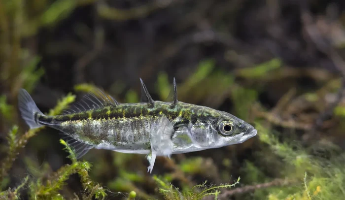 Ketika ikan stickleback berduri tiga mendapati diri mereka berbagi kolam yang baru terbentuk dengan kerabat laut mereka, awalnya mereka kawin silang, tetapi pada akhirnya mereka menang secara genetik.
