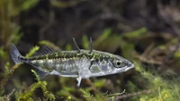 Ikan Hibrida Tercipta dari Tsunami Jepang, Begini Nasibnya Sekarang