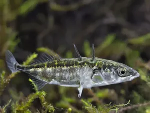 Ada Ikan Hibrida yang Tercipta Imbas Tsunami Jepang, Begini Bentuk Uniknya
