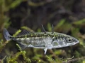 Ikan Hibrida Tercipta dari Tsunami Jepang, Begini Nasibnya Sekarang