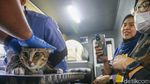 Jemput Bola, Anabul Warga Dicek Kesehatan di Klinik Keliling