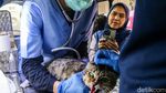 Jemput Bola, Anabul Warga Dicek Kesehatan di Klinik Keliling