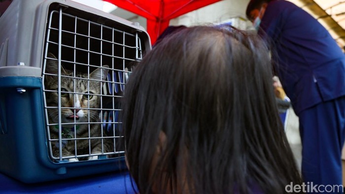Dokter hewan memeriksa kesehatan seekor kucing di mobil klinik keliling di RW 02 Bangka, Jakarta Selatan, Senin (28/9/2026). Suku Dinas Ketahanan Pangan, Kelautan, dan Pertanian (KPKP) Jakarta Selatan kembali menggelar layanan Mobil Klinik Hewan Keliling.