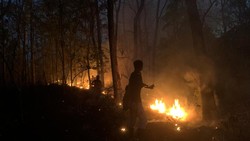 Karhutla Terjadi di Situbondo, 6 Hektare Hutan Jati Dilalap Si Jago Merah