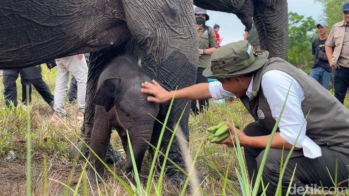 Menteri Kehutanan Raja Juli saat menjenguk bayi Gajah Merdekawati di PKG Jalur 21 Padang Sugihan