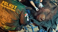 Orang Utan Terjebak di Pohon Saat Karhutla Kalteng, Kaki dan Tangan Luka