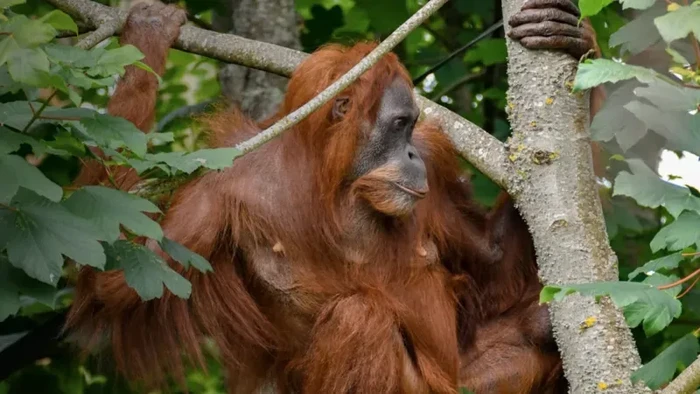 Orang utan Sumatera bernama Nettie di Jersey Zoo, Inggris