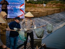 Dukung Ketahanan Pangan, Polda Metro Panen 10 Ton Ikan-Udang di Muara Gembong