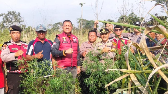 Polisi saat menggerebek ladang ganja di Lampung Barat