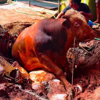 Sapi berukuran besar terperosok ke lubang pembuangan kotoran (septic tank) di Cipayung, Jakarta Timur (Jaktim). Evakuasi melibatkan petugas pemadam kebakaran (damkar). (dok Damkar Cipayung) Sapi berukuran besar terperosok ke lubang pembuangan kotoran (septic tank) di Cipayung, Jakarta Timur (Jaktim). Evakuasi melibatkan petugas pemadam kebakaran (damkar). (dok Damkar Cipayung)