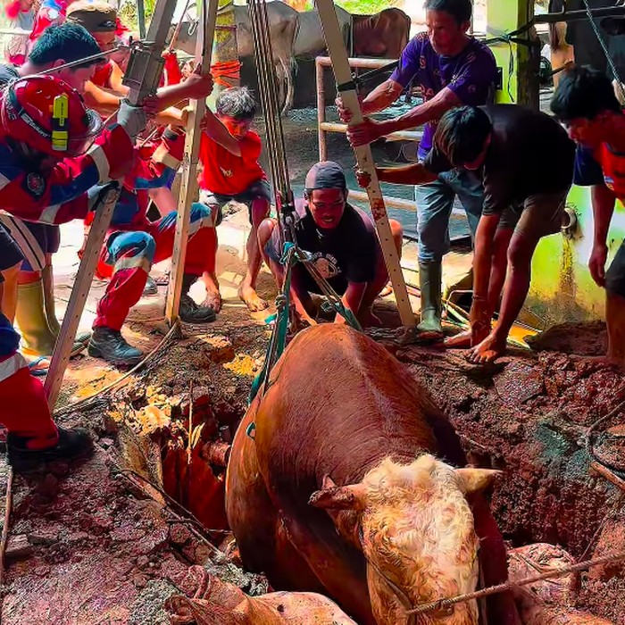 Sapi berukuran besar terperosok ke lubang pembuangan kotoran (septic tank) di Cipayung, Jakarta Timur (Jaktim). Evakuasi melibatkan petugas pemadam kebakaran (damkar). (Dok. Damkar Cipayung)