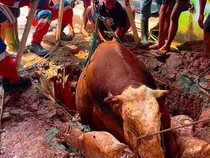 Waduh! Sapi 800 Kg Terperosok ke Septic Tank di Jaktim