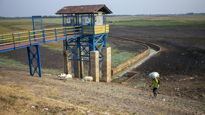 Warga menggembala kambing di dasar Waduk Cipancuh yang mengering di Haurgeulis, Indramayu, Jawa Barat, Minggu (27/9/2026). Waduk seluas 700 hektare yang berfungsi sebagai sumber irigasi utama bagi lahan pertanian di wilayah itu mengalami kekeringan sejak dua bulan terakhir akibat musim kemarau yang berdampak pada kebutuhan air persawahan di lima kecamatan yang berada di sekitar waduk. ANTARA FOTO/Dedi Suwidiantoro/sgd