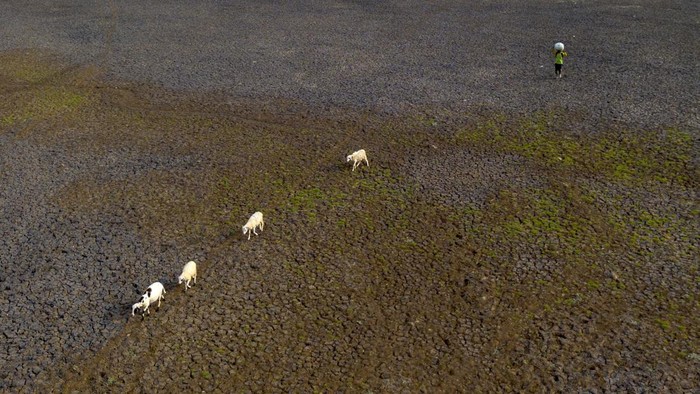 Warga menggembala kambing di dasar Waduk Cipancuh yang mengering di Haurgeulis, Indramayu, Jawa Barat, Minggu (27/9/2026). Waduk seluas 700 hektare yang berfungsi sebagai sumber irigasi utama bagi lahan pertanian di wilayah itu mengalami kekeringan sejak dua bulan terakhir akibat musim kemarau yang berdampak pada kebutuhan air persawahan di lima kecamatan yang berada di sekitar waduk. ANTARA FOTO/Dedi Suwidiantoro/sgd