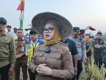 Panen Raya, Pemkot Kendari Perkuat Dukungan Sektor Pertanian