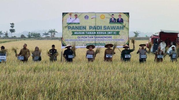 Wali Kota Kendari, Siska Karina Imran, saat menghadiri Panen Padi Sawah Musim Tanam Kedua di Poktan Samaendre, kawasan persawahan Amohalo. (Dok. Istimewa) Wali Kota Kendari, Siska Karina Imran, saat menghadiri Panen Padi Sawah Musim Tanam Kedua di Poktan Samaendre, kawasan persawahan Amohalo.