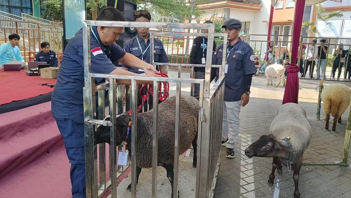 Adu bobot domba di Lumajang