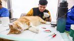 Anabul Warga Antre Jalani Sterilisasi