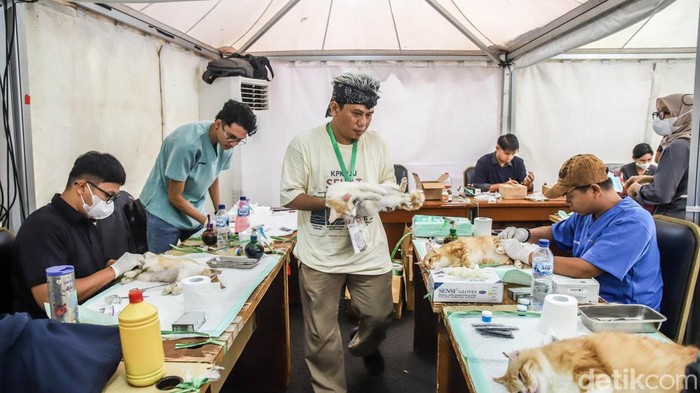 Anabul Warga Antre Jalani Sterilisasi