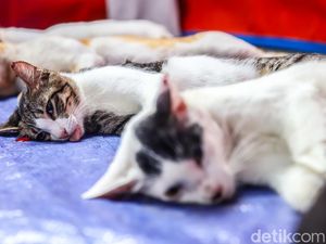 Video: Momen Kucing-Kucing Antre Steril, Ekspresinya Bikin Gemas!