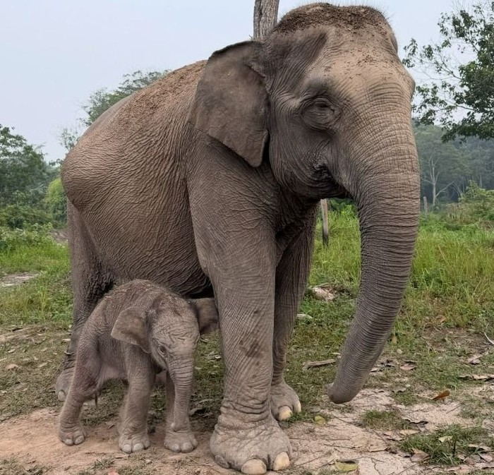 Anak gajah Penampakan gajah Lisa dan anak jantan yang baru dilahirkan
