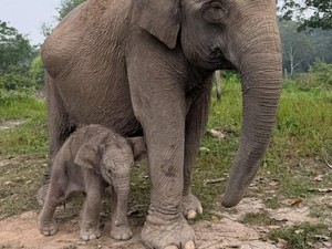 Kapolda Riau Sambut Gembira Bayi Gajah di TNTN: Harapan Baru bagi Ekosistem