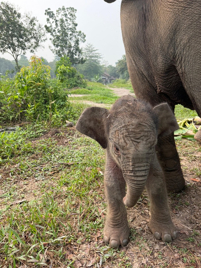 Anak gajah Penampakan gajah Lisa dan anak jantan yang baru dilahirkan