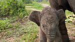 Potret Anak Lisa, Upaya Konservasi Gajah Jinak-Liar Membuahkan Hasil di TNTN