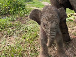 Video: Bayi Gajah Jantan Lahir di Tesso Nilo, Jadi Anak Keenam Lisa