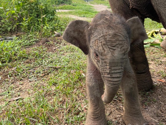 Penampakan gajah Lisa dan anak jantan yang baru dilahirkan