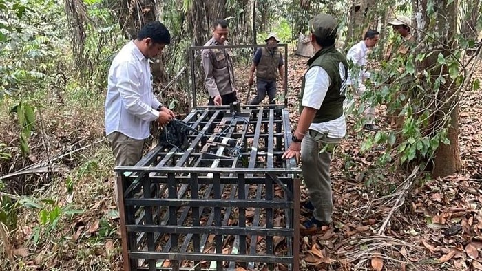 BKSDA Kalteng pasang perangkap usai mendapat laporan beruang menyerang warga di Kobar.