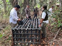 Beruang Serang Warga Saat Panen Sawit di Kobar, BKSDA Pasang Perangkap