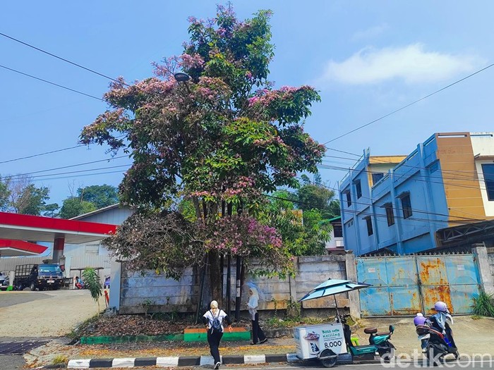 Bunga tabebuya bermekaran di sepanjang jalan Kota Balikpapan