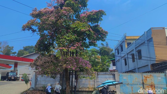 Bunga Tabebuya tengah bermekaran di Kota Balikpapan, Kalimantan Timur (Katim). (Ary Nindita Intan RS)