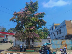 Cantiknya Jalan di Kota Balikpapan Berhias Bunga Tabebuya Bermekaran