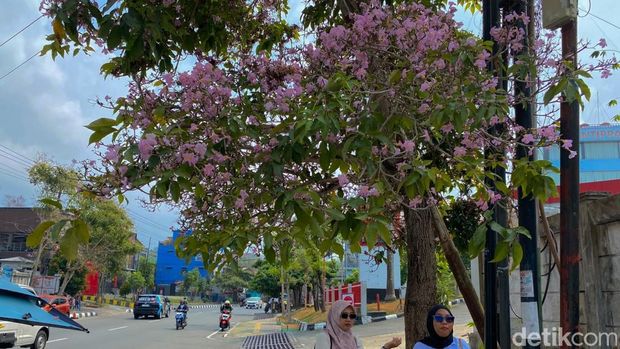 Bunga Tabebuya tengah bermekaran di Kota Balikpapan, Kalimantan Timur (Katim). (Ary Nindita Intan RS) Bunga Tabebuya tengah bermekaran di Kota Balikpapan, Kalimantan Timur (Katim). (Ary Nindita Intan RS)