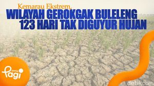 Video: Kemarau Ekstrem, Wilayah Gerokgak Buleleng 123 Hari Tak Diguyur Hujan