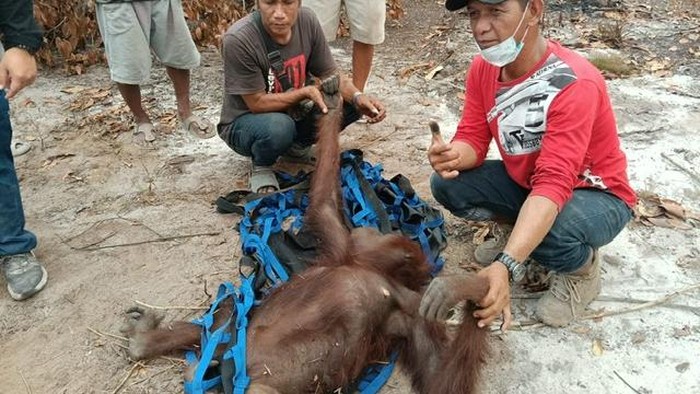 Dua individu orang utan ditemukan berlindung di sebuah pohon yang sudah kering terbakar. Dua orang utan yang terdiri dari induk dan anak itu dilaporkan berada di atas pohon setinggi 25 meter. (KTH Meniti Fajar)