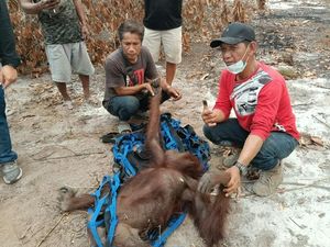 2 Orang Utan Dievakuasi dari Pohon yang Sudah Kering Terbakar
