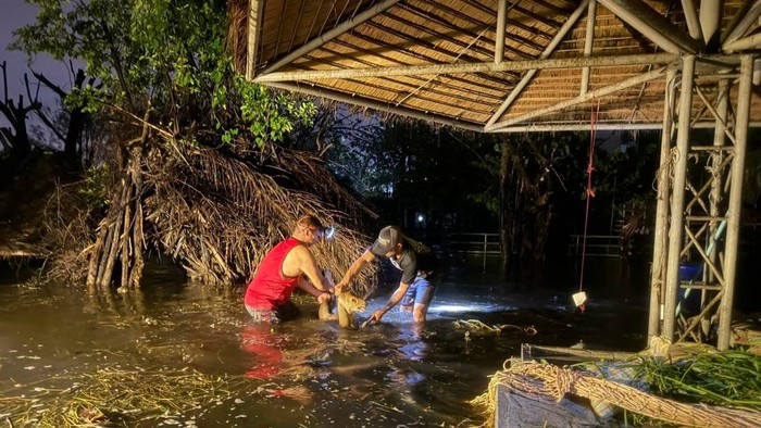Evakuasi rusa babi di Siam Amazing Park akibat banjir yang melanda Bangkok