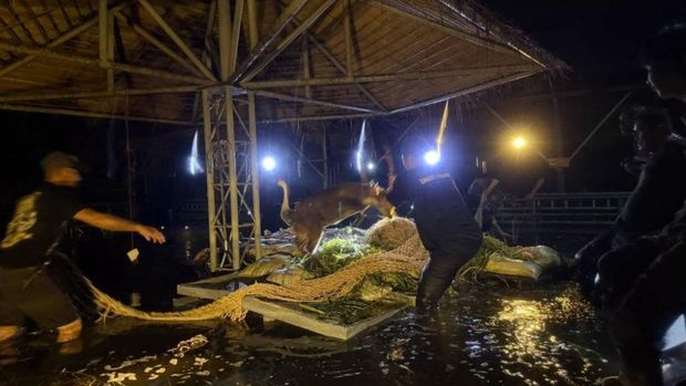 Evakuasi rusa babi di Siam Amazing Park akiba banjir yang melanda Bangkok