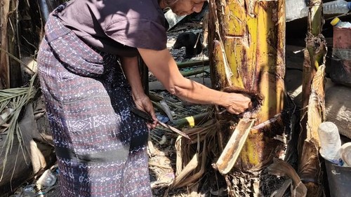 Warga Desa Tuanggeo, Kecamatan Palue, Sikka, memotong batang pisang untuk kebutuhan air sehari-hari, Senin (28/9/2026).