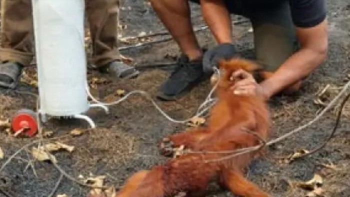 Lutung merah ditemukan terluka di jalan Kotawaringin Timur, diduga tertabrak saat menyeberang.